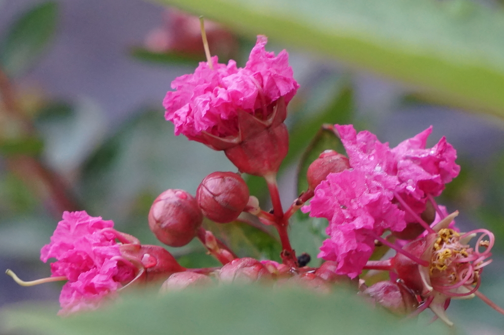 開花