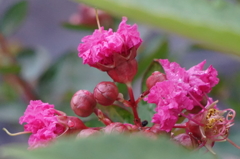 開花