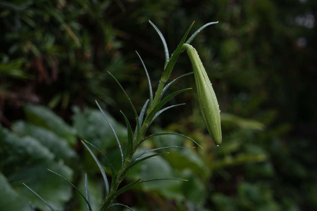 雨上がりの山百合蕾