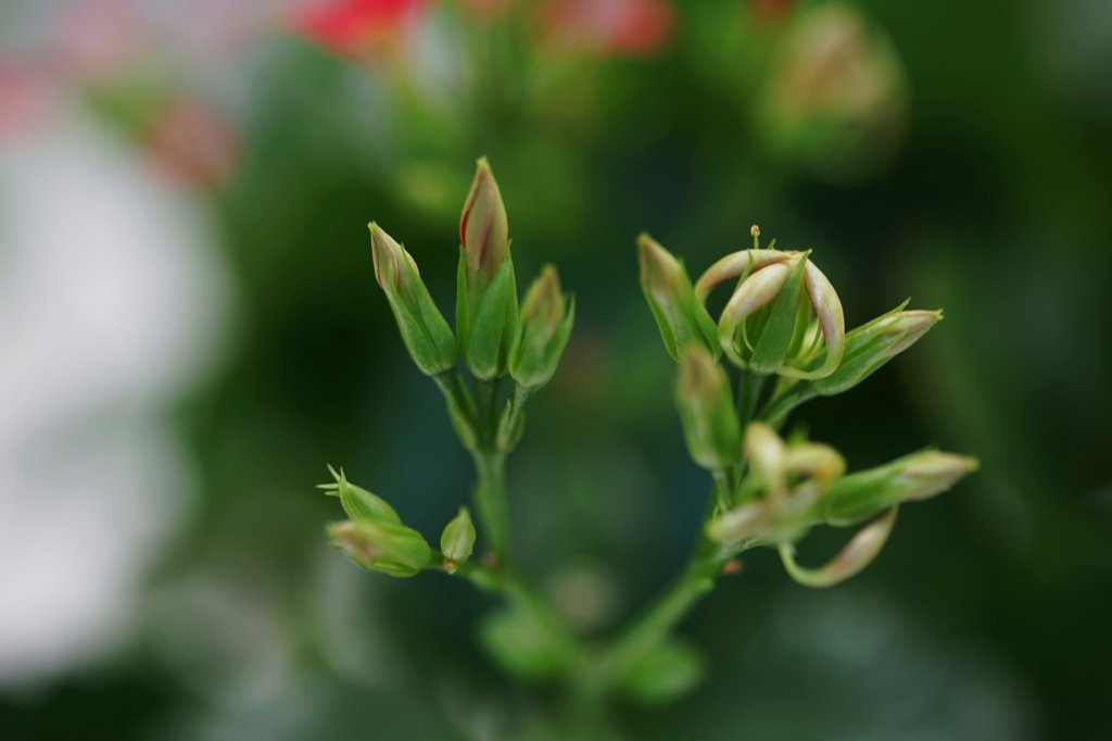 開花１