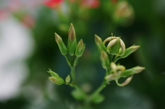 開花１