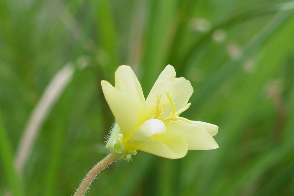 夏の終わりを愛しむ待宵草
