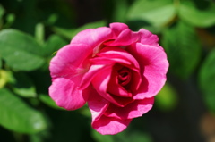 春薔薇の輝き５　真夏