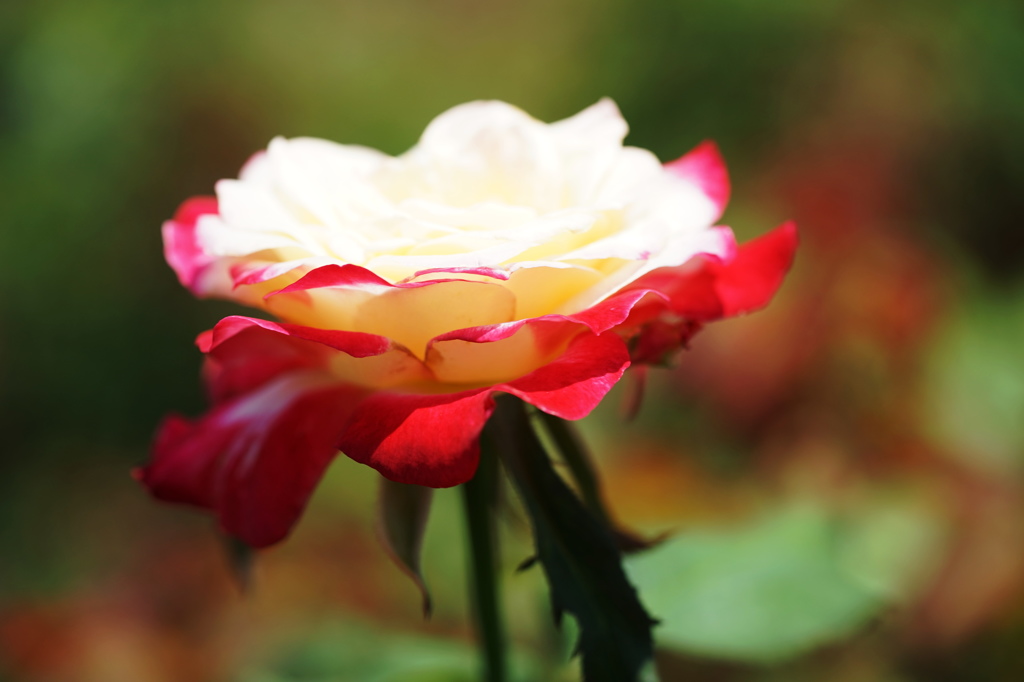 春薔薇の輝き２