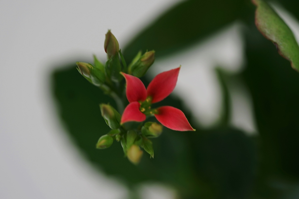 開花３＋