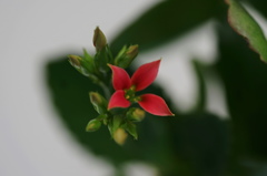 開花３＋