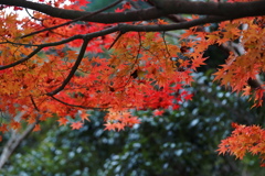 樅木1