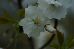 名残惜しむ桜１
