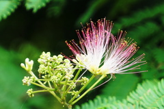 合歓の花