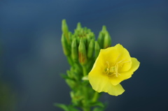夏を愛しむ待宵草５
