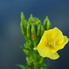 夏を愛しむ待宵草５