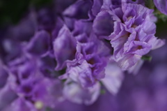 花萌え１