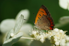 ベニシジミLycaena phlaeas daimioで癒やされ！