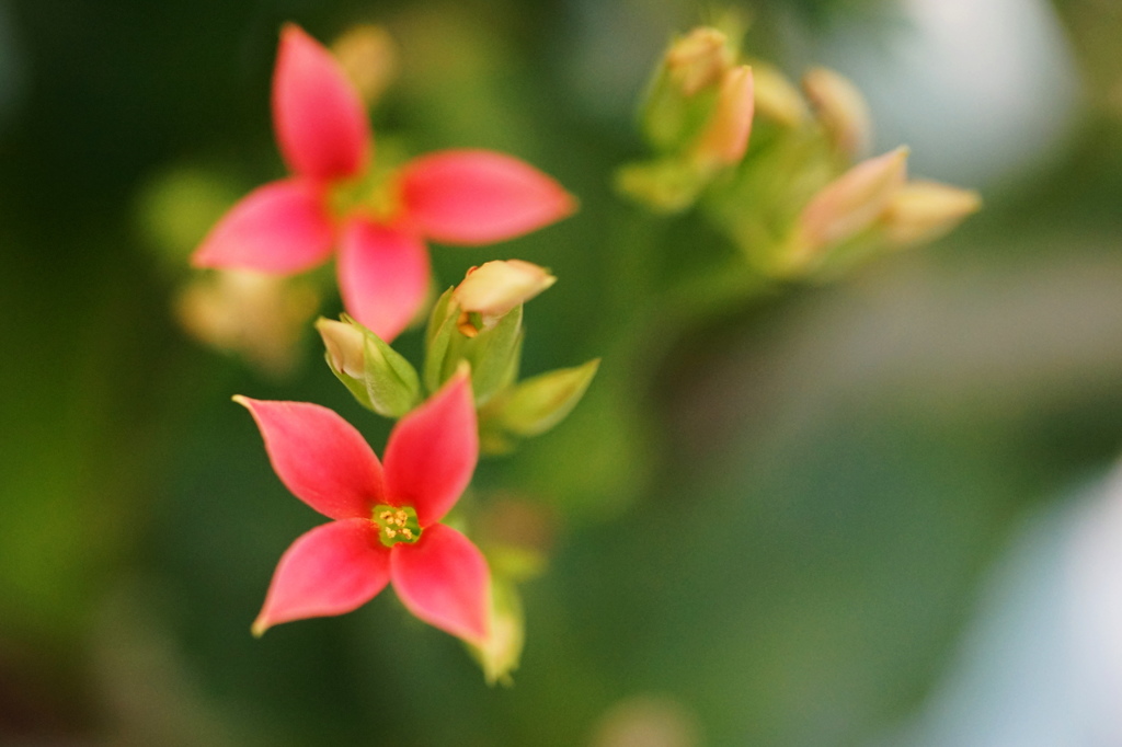 開花２