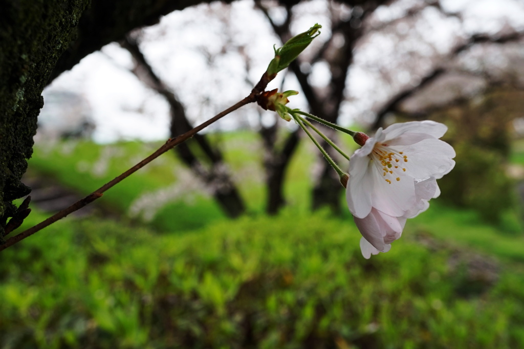 今を盛りと咲く花達・・・