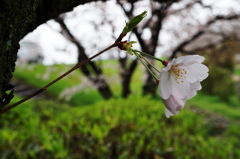 今を盛りと咲く花達・・・