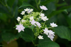 紫陽花４