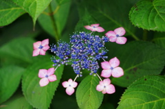 紫陽花５