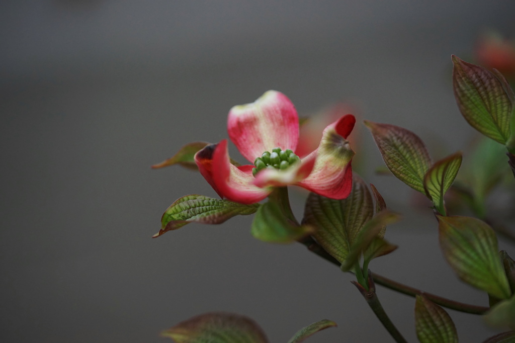 2016‎年‎4月‎10‎日花水木３