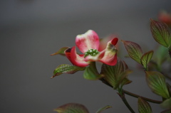 2016‎年‎4月‎10‎日花水木３