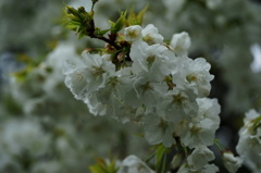 名残惜しむ桜２