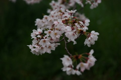名残惜しむ桜４