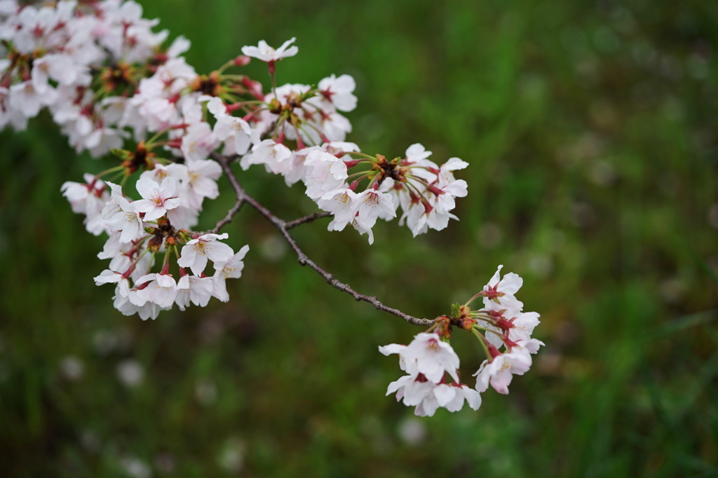 名残惜しむ桜３