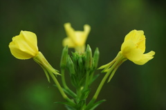 夏を愛しむ待宵草１