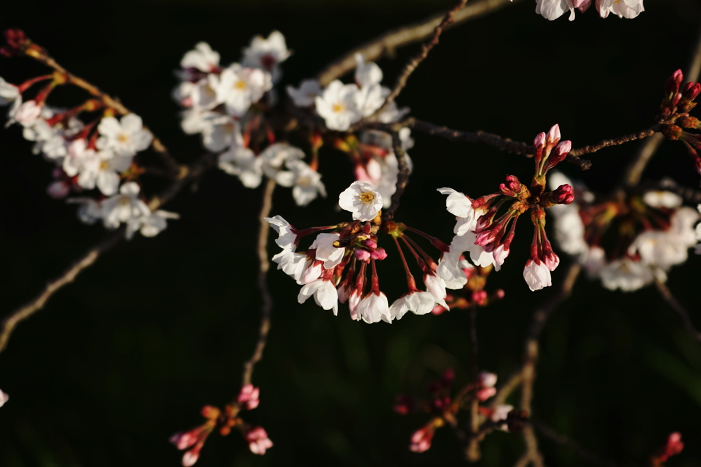 桜咲く