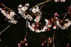 桜咲く