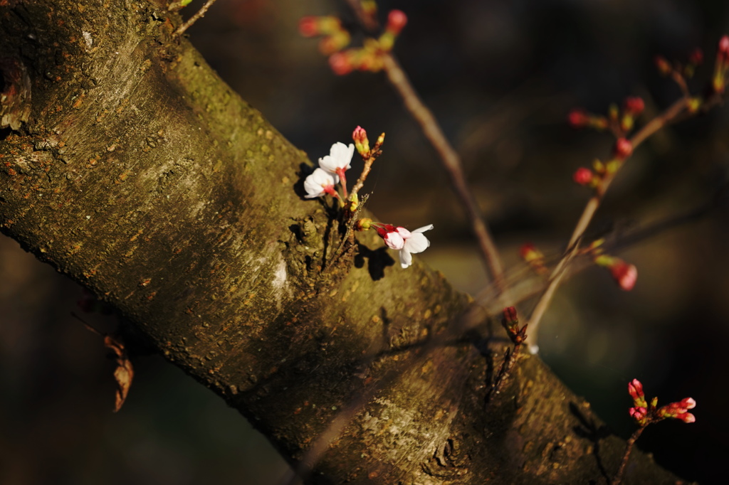 桜咲く