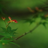 羽ばたけ翼菓３