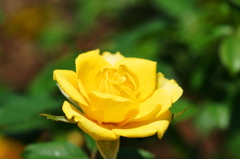 春薔薇の輝き１