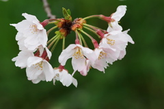 名残惜しむ桜５