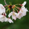 名残惜しむ桜５
