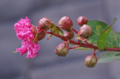 開花
