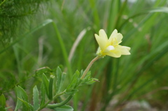 夏の終わりを愛しむ待宵草
