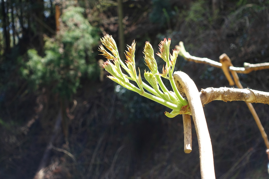 タラの芽採り３