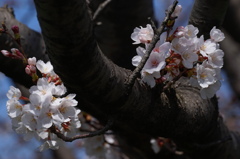 2015/03/24　ソメイヨシノ　麦島東公園