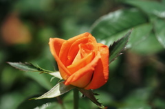 春薔薇の輝き４　真夏