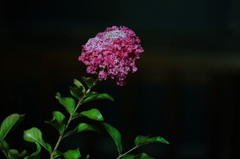 百日紅