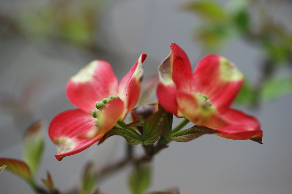 2016‎年‎4月‎10‎日花水木２