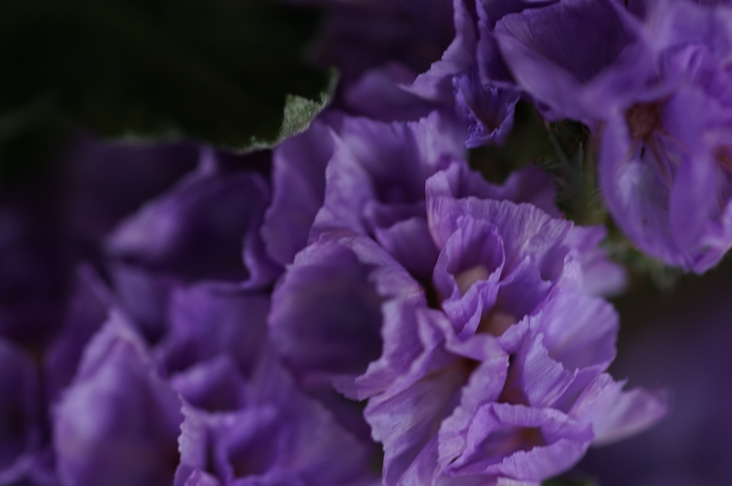 花萌え２
