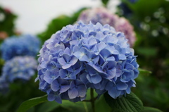 紫陽花１