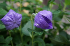 桔梗開花