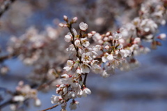 荘川桜！
