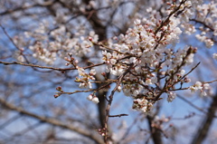 荘川桜！