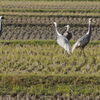 出水のマナツル１