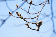 開花間近