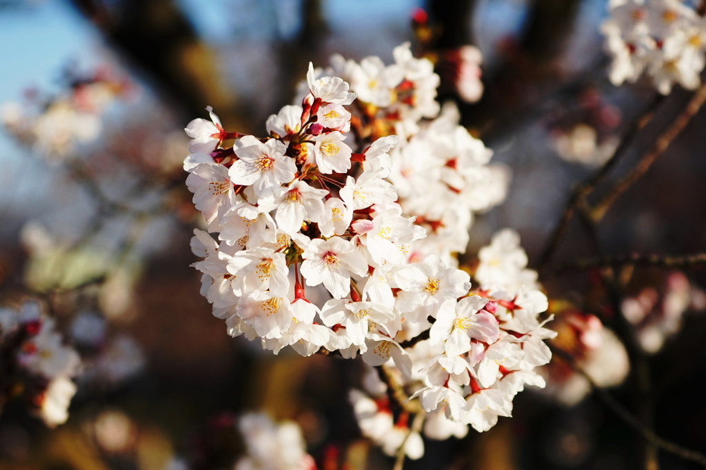 桜咲く
